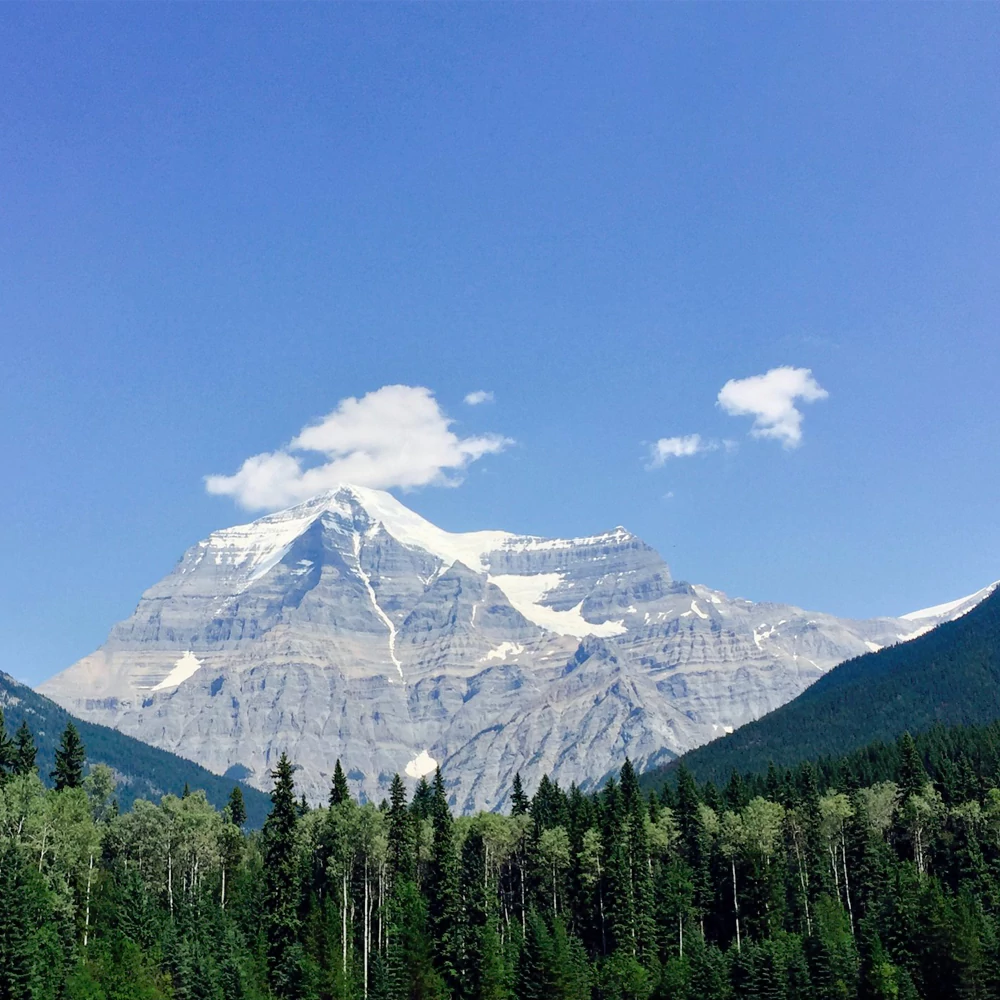 ESG in Timber Industries