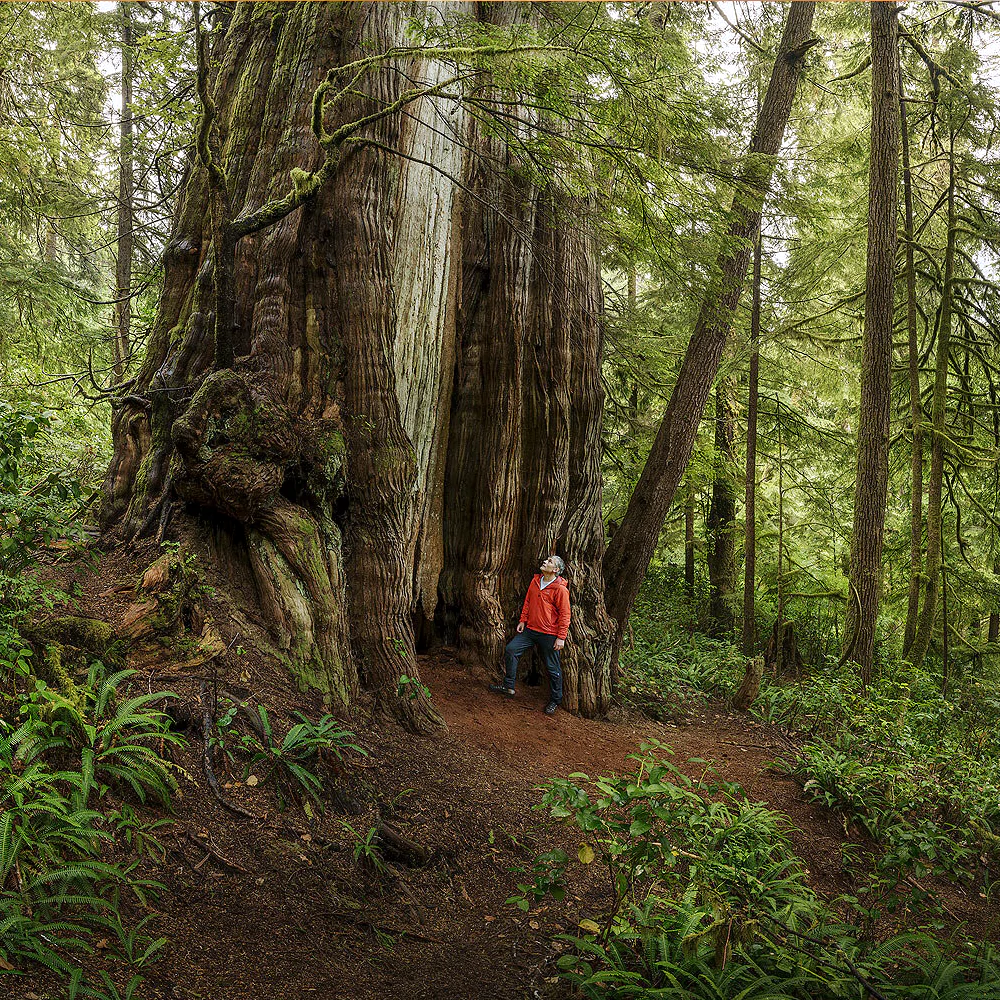 ESG in Timber Industries